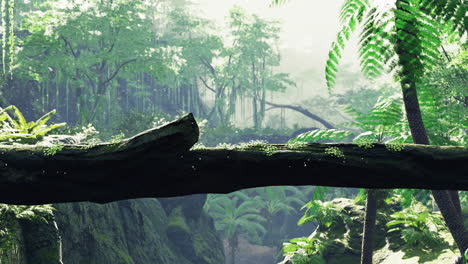 el rayo de sol brilla a través del bosque verde