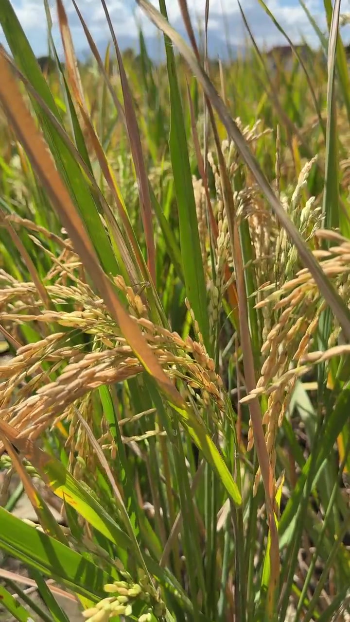Steli di riso dorati che ondeggiano in un campo soleggiato