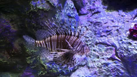 muy hermoso pero venenoso pez león en un acuario como si estuviera en el océano