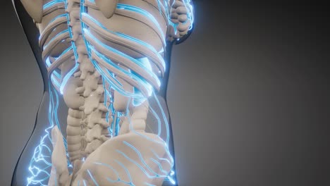 vasos sanguíneos del cuerpo humano