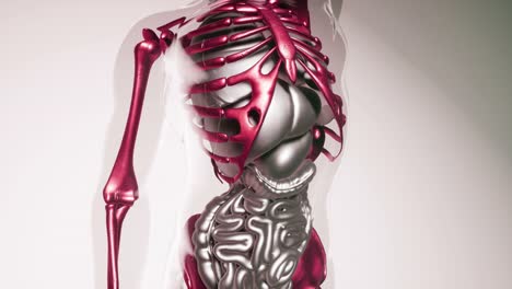 human skeleton bones model with organs