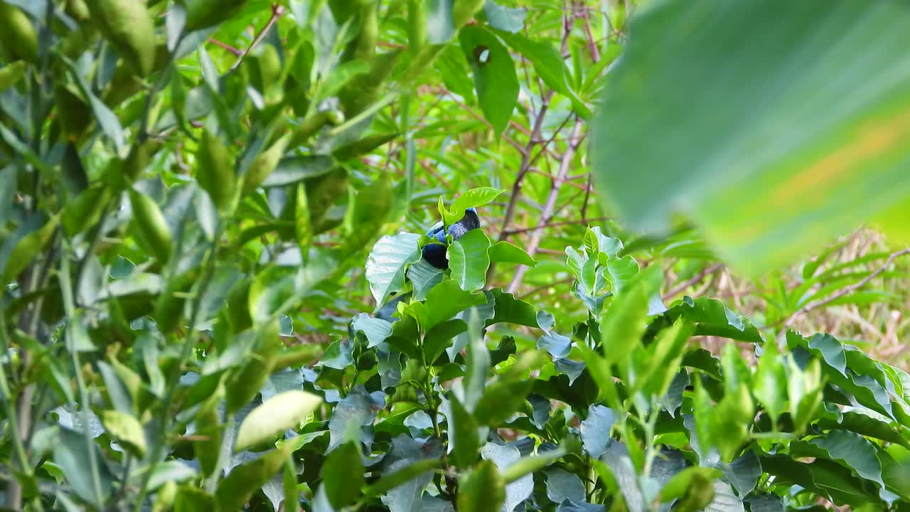 un hermoso pájaro tanager de cuello azul en un árbol rodeado de vibrantes hojas verdes tropicales en el parque nacional de los nevados, colombia