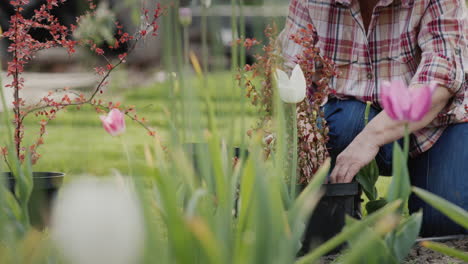 A-woman-is-planting-flowers-in-her-garden,-only-her-hands-are-visible-in-the-frame