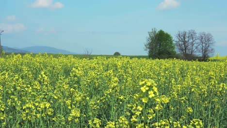 Gelbes-Blumenfeld,-Schwenk-Nach-Rechts,-Mit-Blauem-Himmel-Und-Bergen-Im-Hintergrund