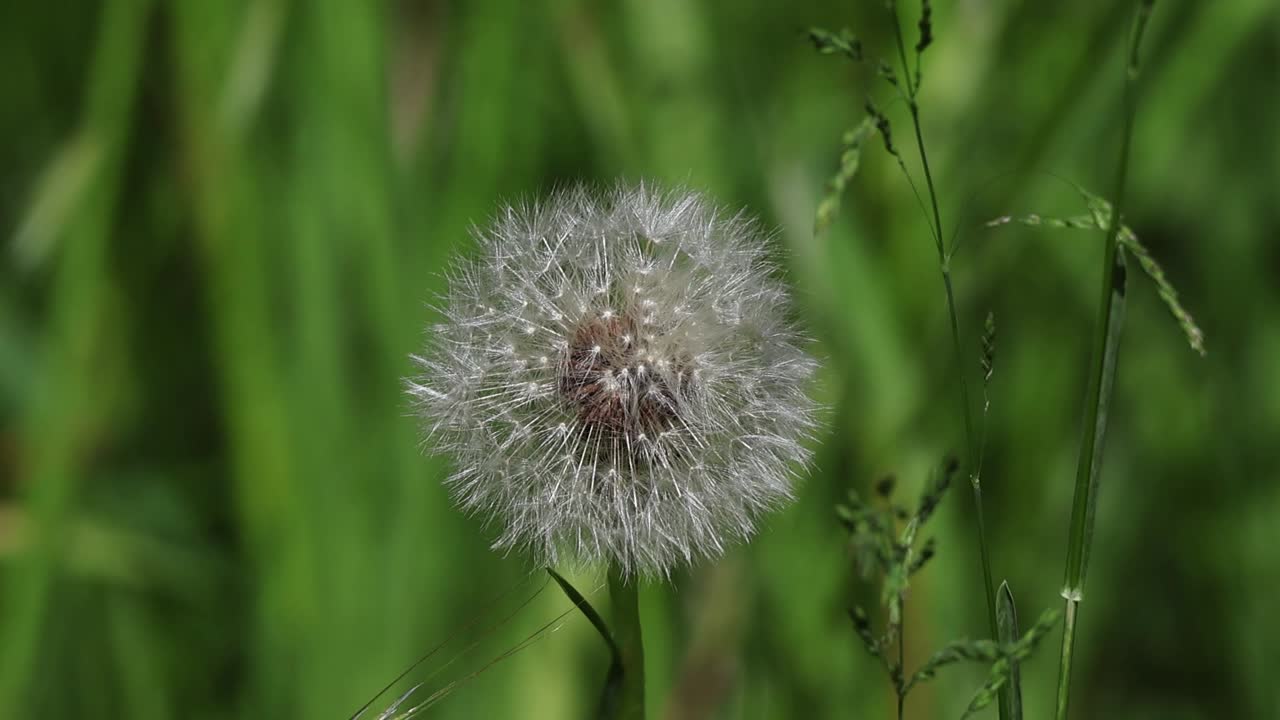 Flowering dandelion (Taraxacum) seed head in spring with green background