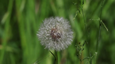 flowering dandelion (taraxacum) seed head in spring with green background