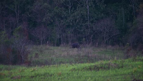 A-Medida-Que-Se-Acerca-La-Noche,-Un-Solitario-Gaur-Bos-Gaurus-Pasta-En-Las-Amplias-Praderas-De-Uno-De-Los-Parques-Nacionales-De-Tailandia