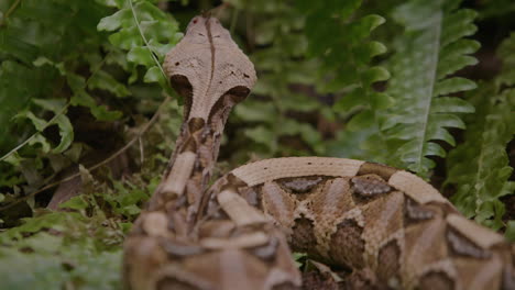 Gabunviper-Rückseite-Des-Schlangenkopfes-Mit-Mustern-Und-Schuppen