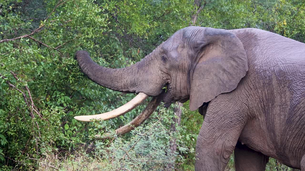 Large African Elephant Bull with very long tusks pulling branches and feeding in the African Bush