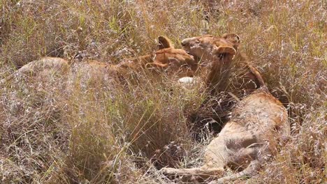 Two-lions-lick-and-kiss-each-other-sitting-on-the-savannah-on-safari-at-the-Serengeti-Tanzania-in-a-show-of-affection