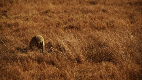 Lobo-Dorado-Africano-Alimentándose-De-Cadáveres-En-Sabana