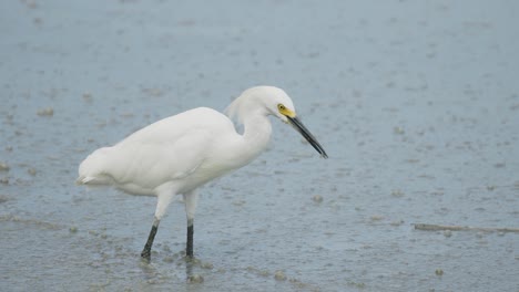 Garza-Blanca-Comiendo-Pescado-A-Lo-Largo-De-La-Costa