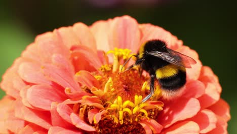 bumblebee pollinating a vibrant zinnia flower