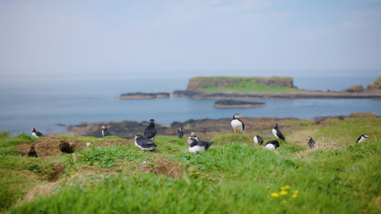 grupo de papagaios atlánticos en el acantilado verde, islas treshnish, escocia