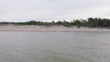 Beautiful-aerial-establishing-view-of-Baltic-sea-coast,-overcast-winter-day,-calm-beach-with-white-sand,-pine-tree-forest,-coastal-erosion,-climate-changes,-low-drone-dolly-shot-moving-left