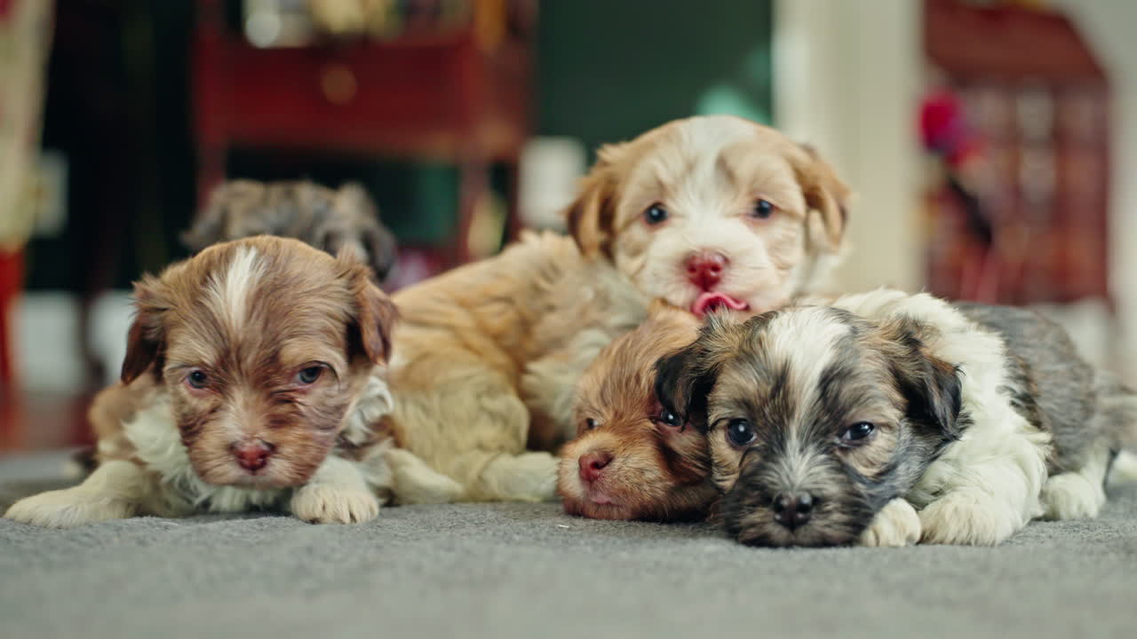 Group of Cute Puppies