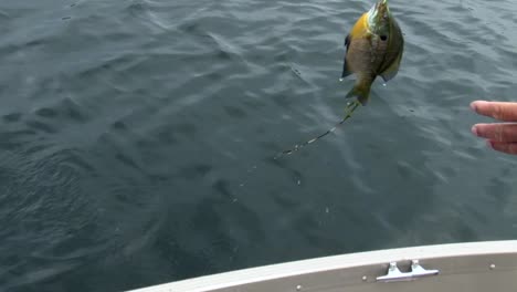 a man lifting fish from the water onto the motor boat - high angle shot