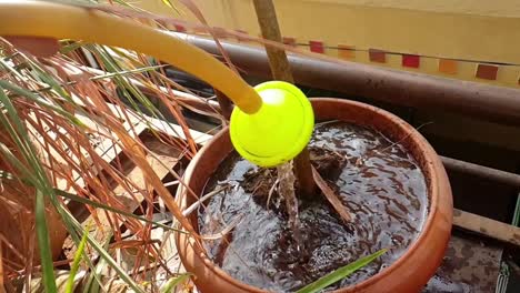 watering plants in the backyard