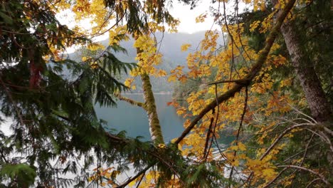 Retreating-aerial-through-trees-reveals-orange-fall-colors-by-lake