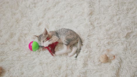 kitten playing with toys on a fluffy carpet