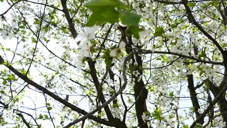 Blooming cherry trees