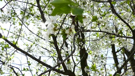 blooming cherry trees