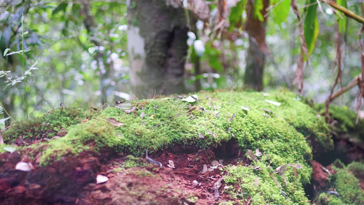el musgo verde exuberante crece en un tronco en un bosque tranquilo