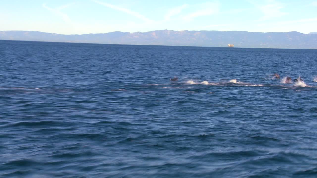 2 인근 보트에서 볼 수 있듯이 산타 바바라 캘리포니아 해안에서 돌고래 무리가 장난치며 놀고 있습니다.