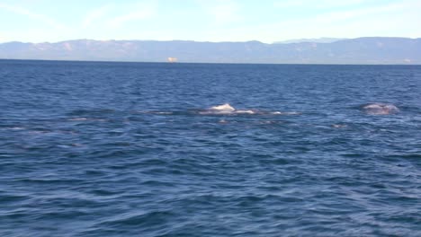 una manada de delfines retoza frente a la costa de santa barbara california vista desde un bote cercano 2