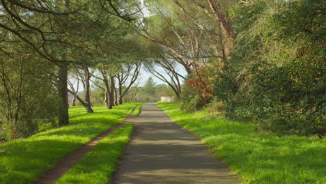 pathway on a park with vibrant green grass and lush trees