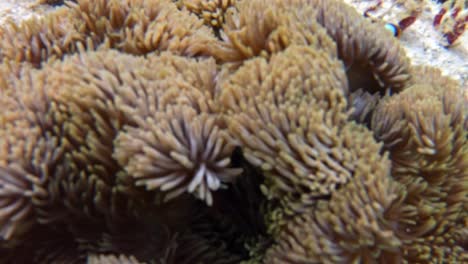 a close-up shot of three clownfish hiding inside an anemone, then the camera zooms out of the water