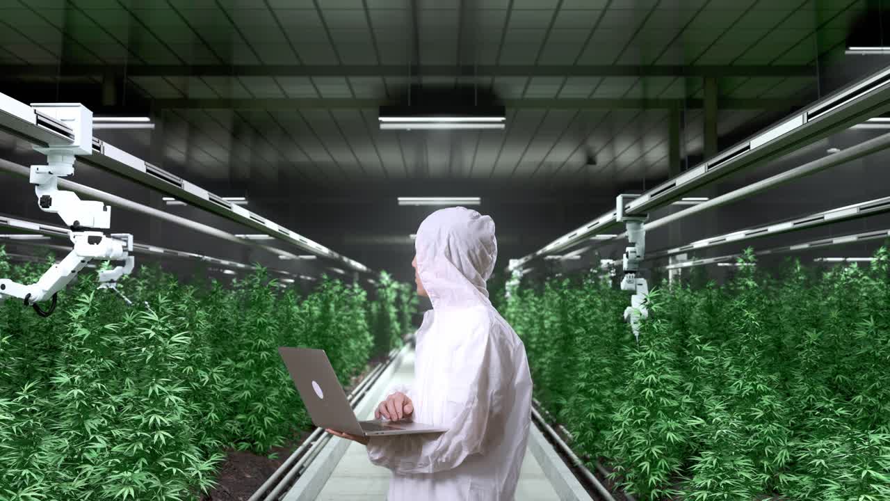 Side View Of Asian Marijuana Researcher Using A Laptop And Looking Around While Standing In The Marijuana Greenhouse With Smart Robotic Farmers