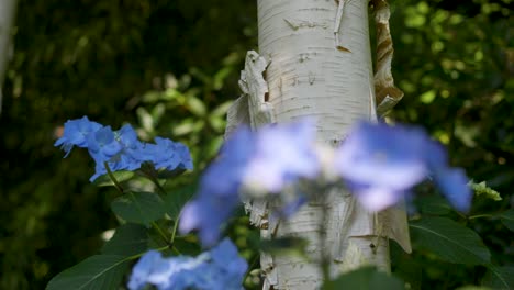 un primer plano de una hermosa flor azul llamada "hidrangea macrophylla"
