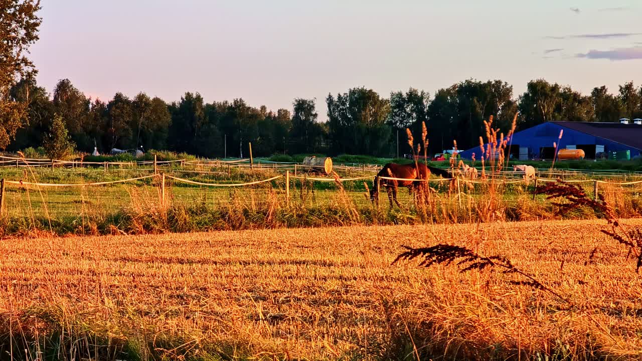 Horses Grazing in Golden Field With Farm Buildings and Fence at Sunset