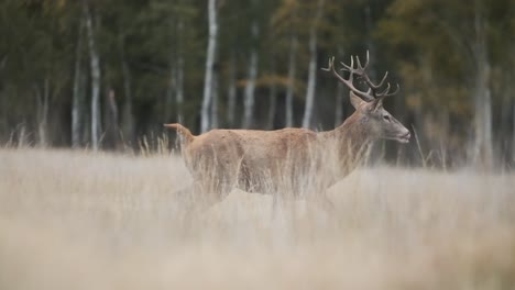 follow-Beautiful-Red-deer-walking-in-tall-dry-grass-birch-trees-in-the-background-slow-motion