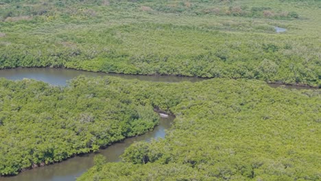 aerial zoom in of a boat navigating through the lush tamarindo estuary surrounded by mangroves