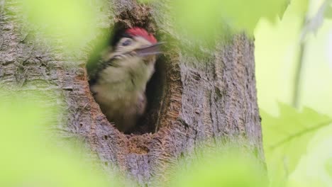 Bebé-Gran-Pájaro-Carpintero-Manchado-En-El-Nido-En-El-árbol-Hueco-En-El-Bosque