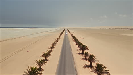 desert highway with palm trees