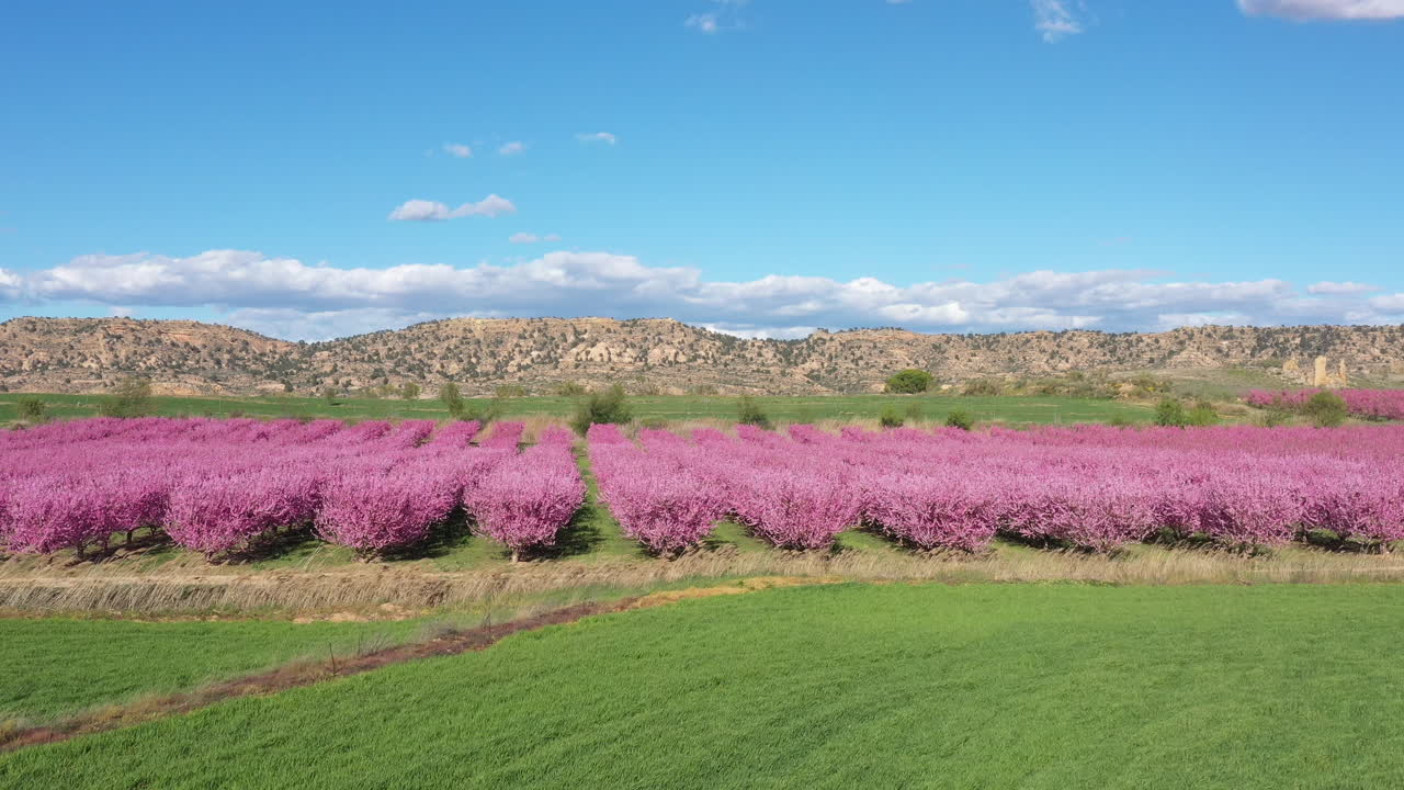 İspanya, güneşli öğleden sonra, şeftali ağaçlarında pembe çiçekler, ilkbahar çiçeklenme mevsimi, havadan