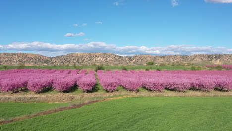 Spanien-Sonniger-Nachmittag-Rosa-Blumen-Auf-Pfirsichbäumen-Frühlingsblütensaison-Luftaufnahme