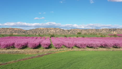 spain sunny afternoon pink flowers on peach trees spring blossom season aerial