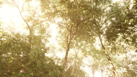 la luz del sol de finales de verano rompiendo a través de los árboles