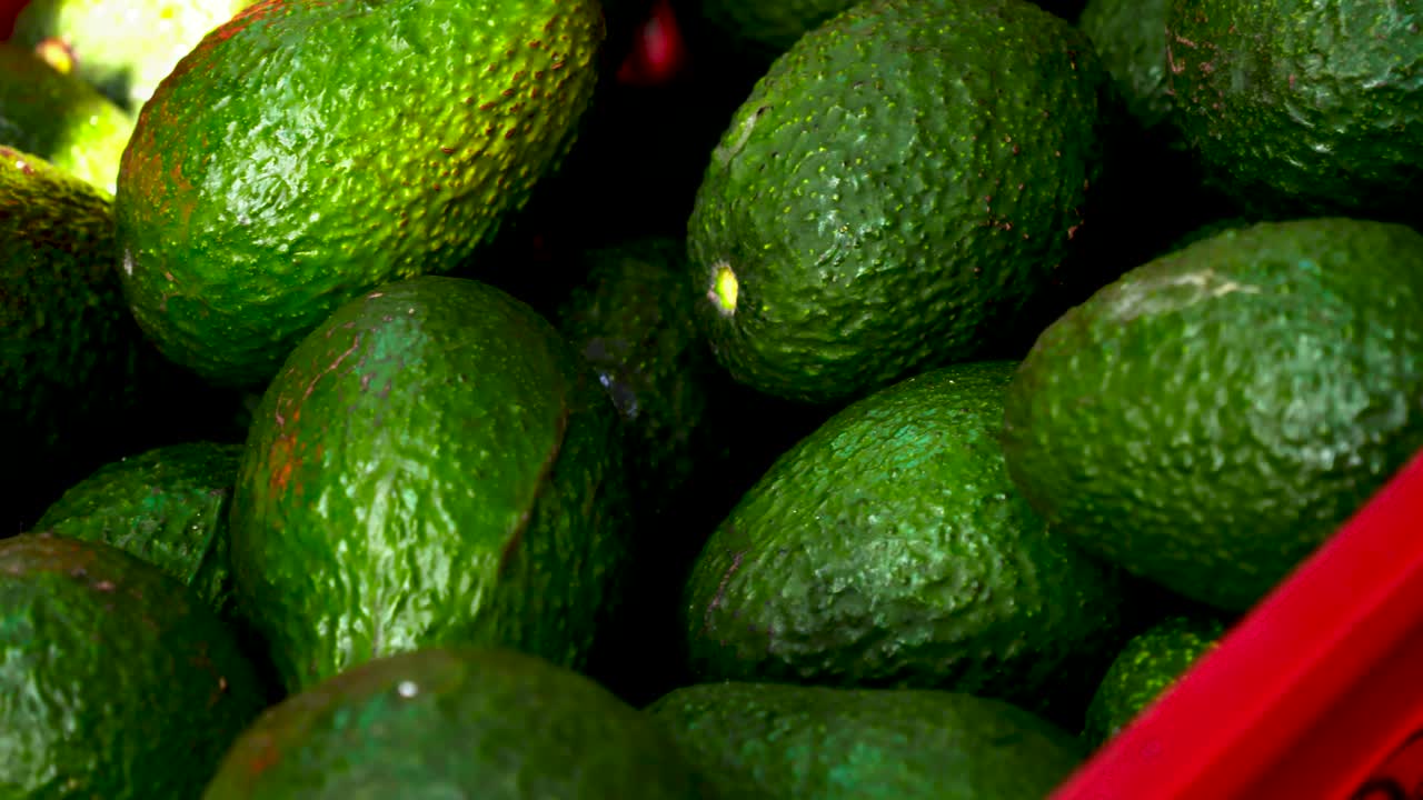 Avocados in crate box in an avocado field in Jalisco, Mexico