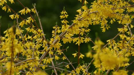 un carbonero de cabeza negra entre hojas amarillas de otoño en canadá, plano medio