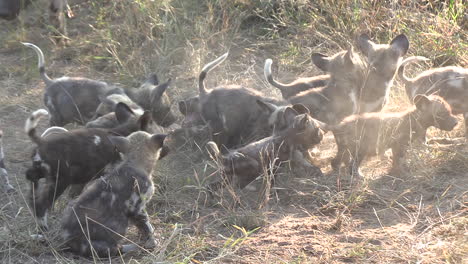 Una-Gran-Camada-De-Cachorros-De-Perros-Salvajes-Africanos-Jugando-Juntos-En-La-Hierba