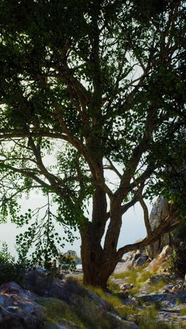 en un árbol de paisaje rocoso
