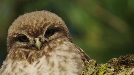 little owl looking down while perching on a tree wood in the forest, wildlife low angle shot