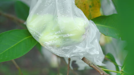 fruta de manzana de agua envuelta en una bolsa de plástico en la rama de un árbol con hojas verdes