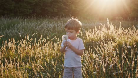 child blowing a dandelion in a field at sunset