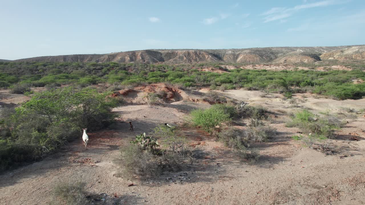 Goat chase in arid desert, aerial view of rugged landscape adventure